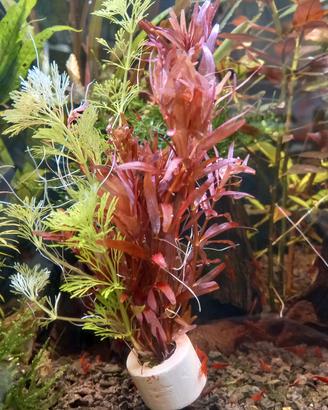 Potature piante acquario