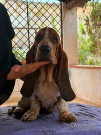 Basset Hound Pedegree Enci