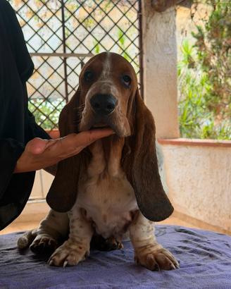 Basset Hound Pedegree Enci