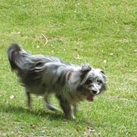Cane adotta