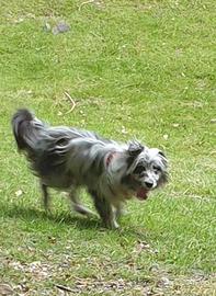 Cane adotta