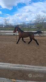 Puledra