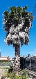 palma