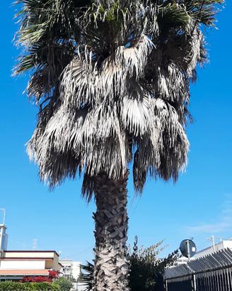 palma