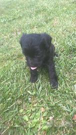 Maltipoo