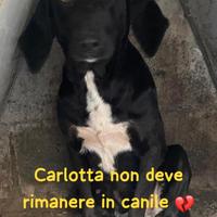 CARLOTTA 3 ANNI taglia media