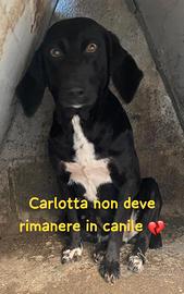 CARLOTTA 3 ANNI taglia media