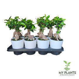 Bonsai Ficus Ginseng