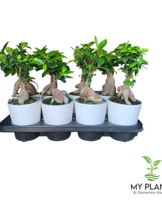 Bonsai Ficus Ginseng
