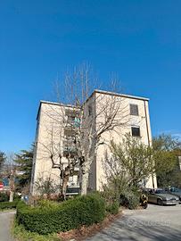 Muggia