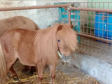 Miny pony falabella