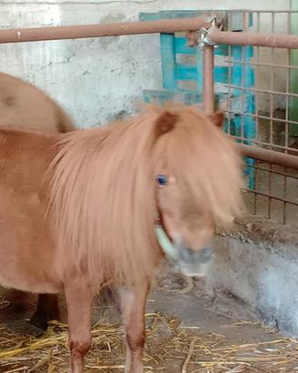 Miny pony falabella