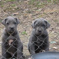 Cane corso cuccioli