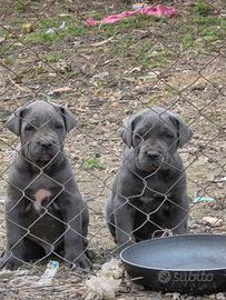 Cane corso cuccioli