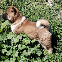 Cucciola akita americano