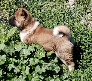 Cucciola akita americano