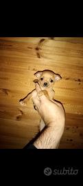 Cuccioli di chihuahua toy
