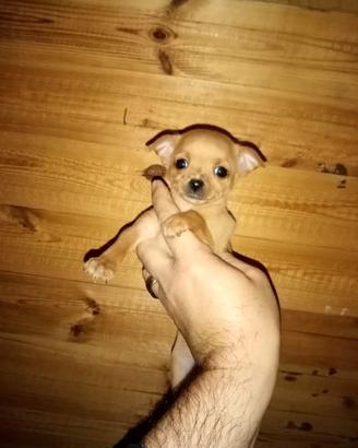 Cuccioli di chihuahua toy