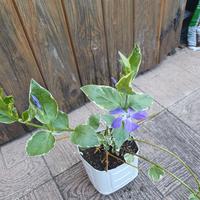 Vinca Major Variegata