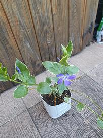 Vinca Major Variegata