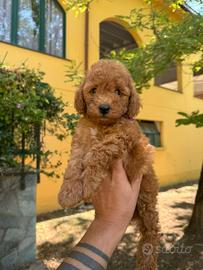 Barboncini & Maltipoo