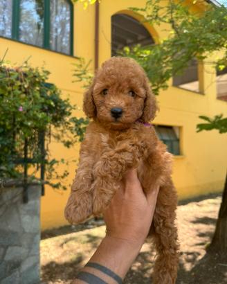 Barboncini & Maltipoo