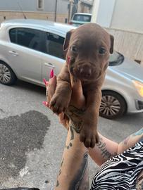 Pitbull