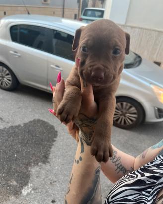 Pitbull