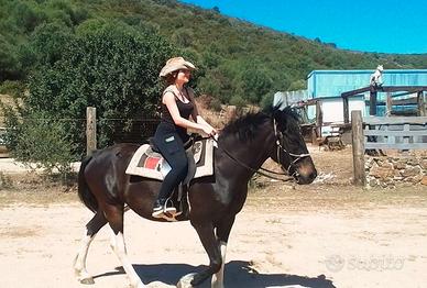 Groomer/animatrice equestre