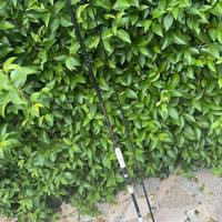 Canna da pesca Fish & Fish Speed Boat