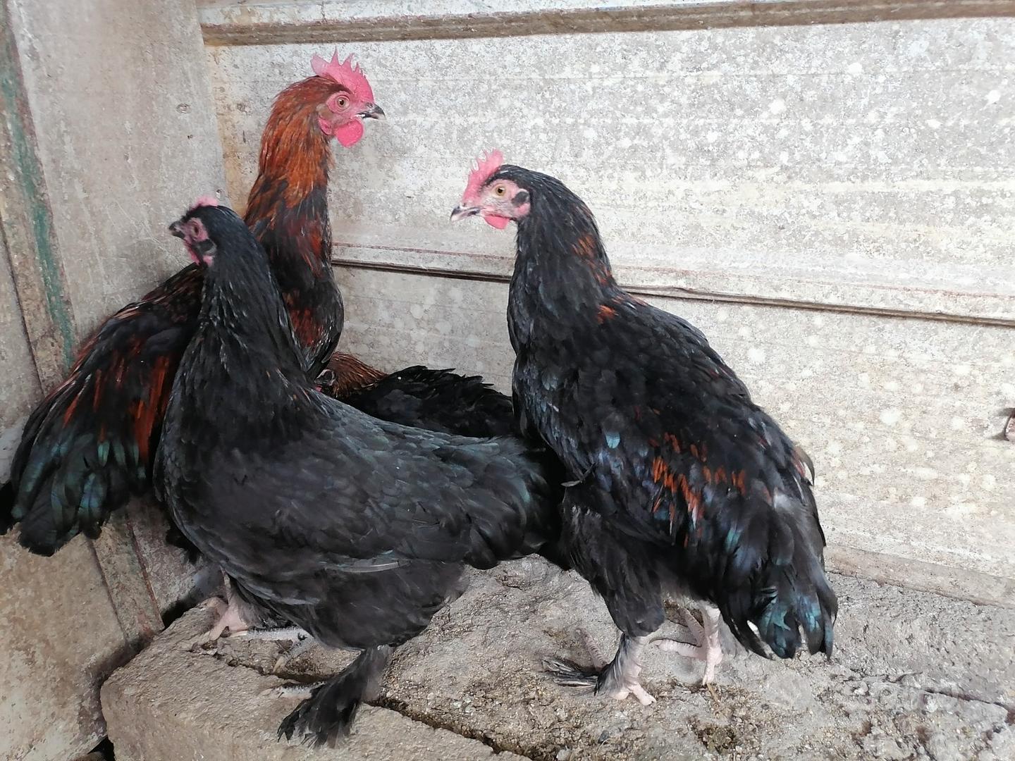 Galline Galli marans Oliver eggs Animali In vendita a Arezzo