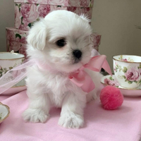 Cucciolo Maltipoo Mini toy da borsetta
