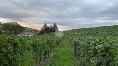 TER. AGRICOLO A CALAMANDRANA