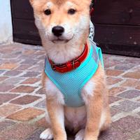 Shiba inu