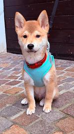 Shiba inu