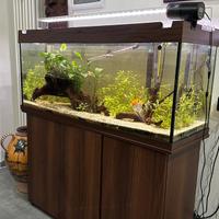 Rio juwel 240 acquario