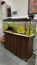 Rio juwel 240 acquario