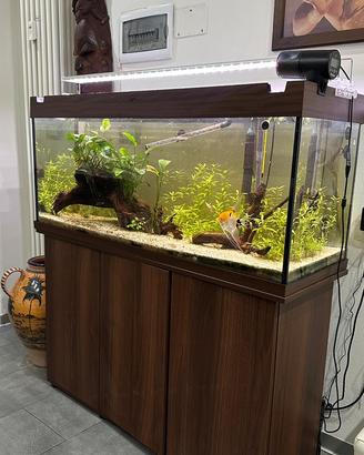 Rio juwel 240 acquario