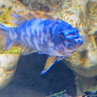 Ciclidi Malawi labeotropheus tumby west