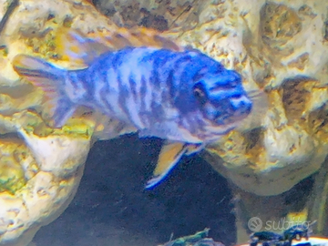 Ciclidi Malawi labeotropheus tumby west