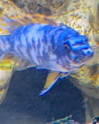 Ciclidi Malawi labeotropheus tumby west