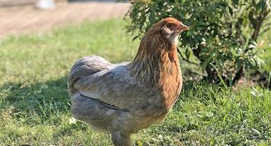 Galli e galline di araucana