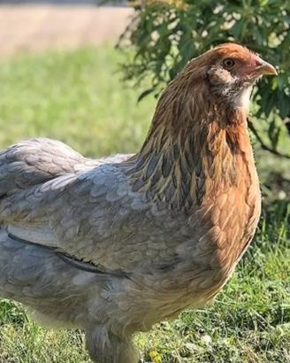 Galli e galline di araucana
