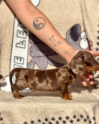 Bassotto con Pedigree