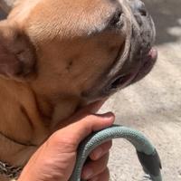 Bull dog Francese per monte