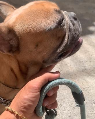 Bull dog Francese per monte