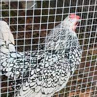 Galletto sebright argento orlo nero