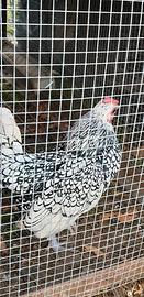 Galletto sebright argento orlo nero