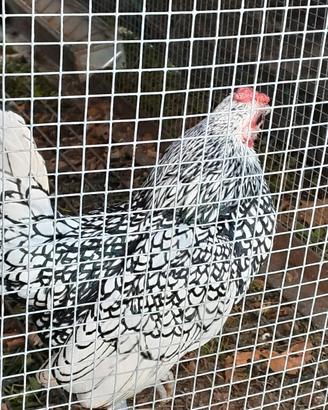 Galletto sebright argento orlo nero