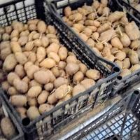 PATATE PER VARI UTILIZZI 